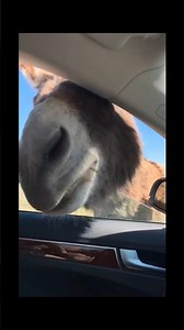Wisconsinites victims of a sneak attack by feral donkeys AKA Begging Burros, Custer State Park, SD