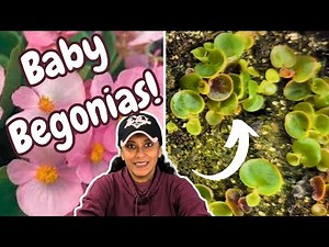 How To Pot Up and Fertilize Begonia Seedlings || Budget Gardening