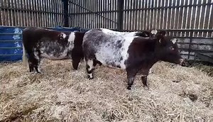 24 reactions | Heifers for Skipton from KIMRINA HERD. | CCM Auctions Skipton Auction Mart Livestock Auctioneers | Facebook