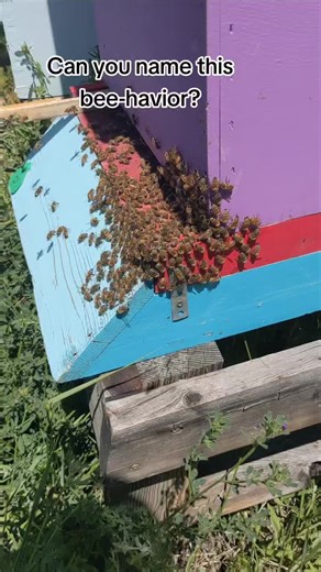 This activity is called washboarding. we usually see this when we enter a dearth (a time when there is little to no food for the bees to forage on). Despite lots of speculation there is no solid consensus on why bees do this. #sustainablebeekeeping #bees #beekeeping #backyardbeekeepers #womenbeekeepers #coloradobeekeeper #savethebees #coloradoapiary