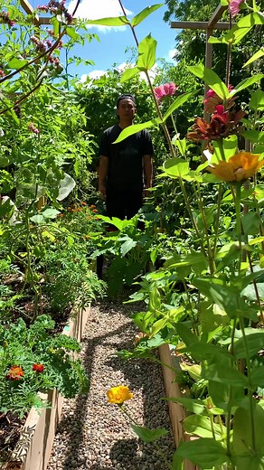 Backyard garden harvest and what we do with it. This season, the garden has been very good to us, we feel fortunate to be able to give back as well as being able to have enough to preserve food for the winter. A little can go a long way, if you’re able to share to your community, we encourage you to check with your local food bank to see what they accept. #love #sharing #kindness #healthylifestyle #gardening #gardening101 #community #food #foodsecurity #foodinflation #backyardgarden #urbangarden