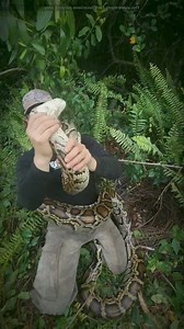 It is Not Easy To Catch Python | Indian Entertainment