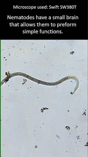 Fun facts about nematode worms!