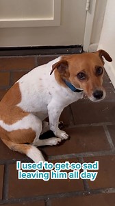 Get qualified to live and travel almost anywhere with your pet in 3 easy steps (even if they have a “no pets” policy). Qualify online and instantly! Get doctor approval in 48 hours (or less) | Support Pets