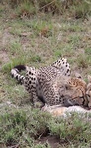 140K views · 2K reactions | Great blue heron catching and eating show #GreatBlueHeron #BirdWatching #NaturePhotography #Wildlife #BirdsOfInstagram #BirdsOfPrey #FeedingTime #PredatorPrey #NatureShow #AnimalBehavior #HuntingSki | Mahan 9 | Facebook