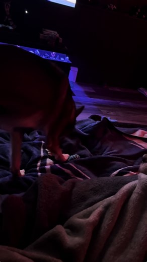 Riddick the Dog: Mischievous Moments Captured