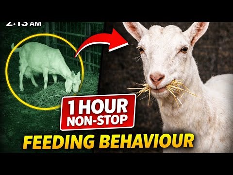 Goats Never Stop Eating (Night Footage Proves It)