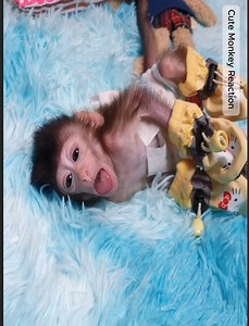 GoD ! Papi Too Excited Refuse to Walk when Got New Shoes | Best Videos