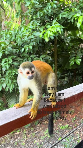 The Importance of Treating Animals as Friends