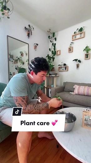 Calathea Orbifolia Water Propagation Guide