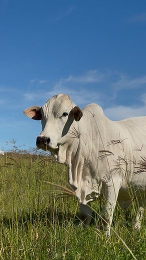 Mila || XT22-27. Xtreme Borans definition of a BALANCED heifer. Her pedigree has consistency written all over and she remains one of our favourites from the 2022 calving seasons.Don’t miss out on the opportunity to grab her on this year’s national auction.‼️ | SP Muller