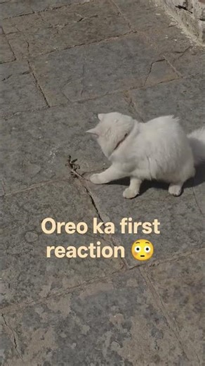 Oreo vs Lizard 😳 Real Play Fight | Cat Curiosity Gone Crazy