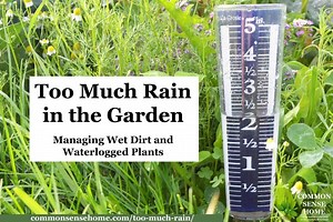 Too Much Rain in the Garden - What to Do