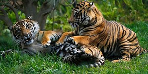 Pengertian Fauna Tipe Oriental, Australis dan Peralihan