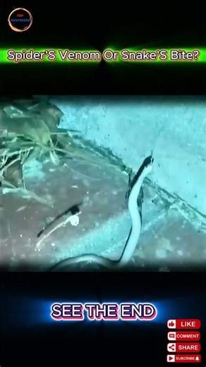 Snake vs Spider – Who Wins This Unexpected Battle? #animals #wildlife #snake #spider