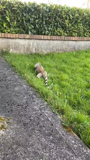 Simg Anglong on Reels