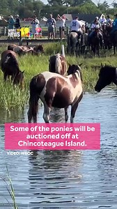 15K views · 264 reactions | See the ponies swim! Chincoteague Pony Swim kicks off, marking 100 years: https://www.wbaltv.com/article/chincoteague-pony-swim-2025-100th-year/65553551 | WBAL-TV 11 Baltimore | Facebook