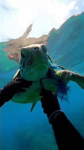 Turtle Trapped in Net — Watch This Incredible Rescue!