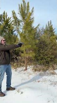 Springfield Prodigy Comp - 1st shots/iron sights #readysetplink #firearmsdaily #everydaycarrygear