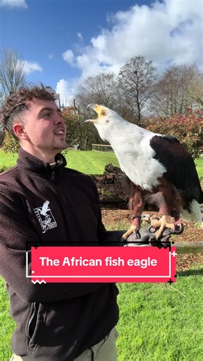 Meet Beauval: The Majestic African Fish Eagle
