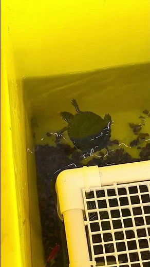 🐢【西錦龜的獵魚時刻】橘色閃電突襲！龜殼偽裝下的水底貓鼠遊戲🎯#西錦龜 #捕魚實錄 #水下獵人 #兔仔宇宙
