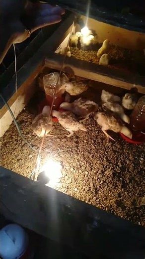 Mulai beternak ayam kampung #mulaibeternak