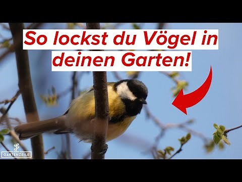 How to attract birds to your garden [Step by step to lots of birds]