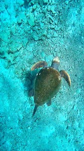 Beautiful diving in Okinawa 🐠 📷 alohadivers_okinawa https://www.instagram.com/alohadivers_okinawa | Diving Specials