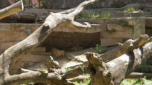 Zoo Barcelona animal biology life wildlife