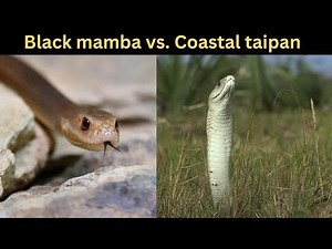 Black Mamba vs Coastal Taipan | World's Deadliest Snake Showdown