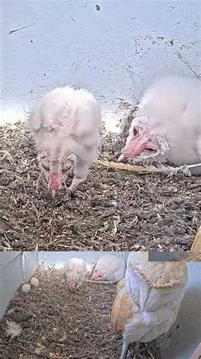 That Wobble! 😅🦉 | Watch This Closely