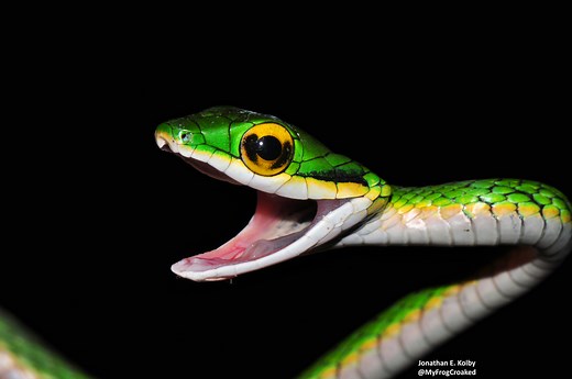 Culebra perico mexicana: la bella e inofensiva serpiente que come ranas - México Desconocido