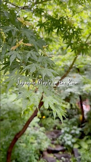 雨が降ったので、楓が美しく光ります！ #japanesemaple