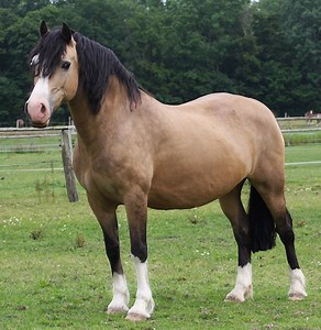 Welsh Cob Horse Breed Information, History, Videos, Pictures