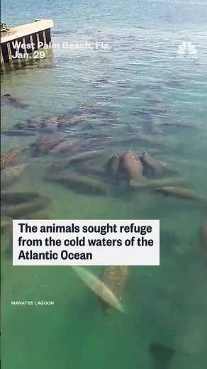 Timelapse shows record number of manatees at Florida lagoon