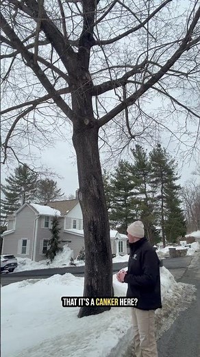 Bleeding Canker on Norway Maple: When Treatment Isn’t Recommended