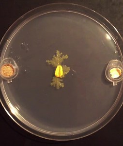 File:Plant hairy root cultures as plasmodium modulators of the slime mold emergent computing substrate Physarum polycephalum - Video1.webm - Wikimedia Commons