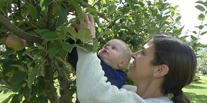 Apple picking season off to a great start