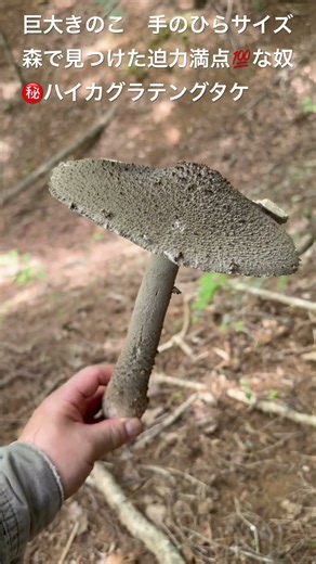 【巨大キノコ】手のひらサイズ！森で見つけた迫力満点のキノコ ㊙️ハイカグラテングタケ #shorts #ハイカグラテングタケ #キノコ狩り #mushroom #きのこ #アウトドア