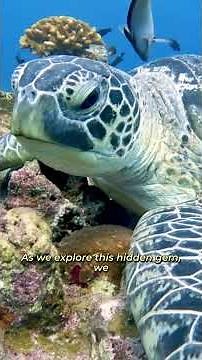 Unveiling Brazil's AMAZING Coastal Secrets! HD