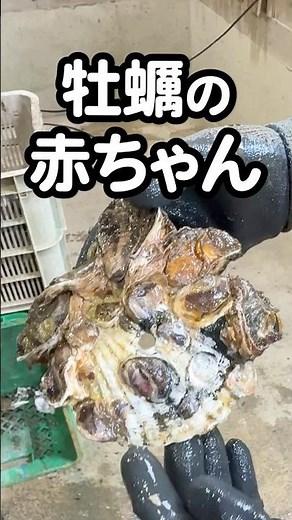 [Baby oysters] #Noto oysters #Yamaguchi Fisheries #Oyster farming