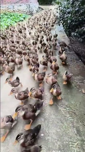 Funny Duck Quacking Sounds 🦆 | Real Ducks Sound Effect"