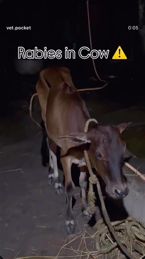 Rabies in Cow ⚠️ | One Bite Can Be Fatal | Must Know Signs #rabies #rabiesvaccine #dogbite #zoonotic
