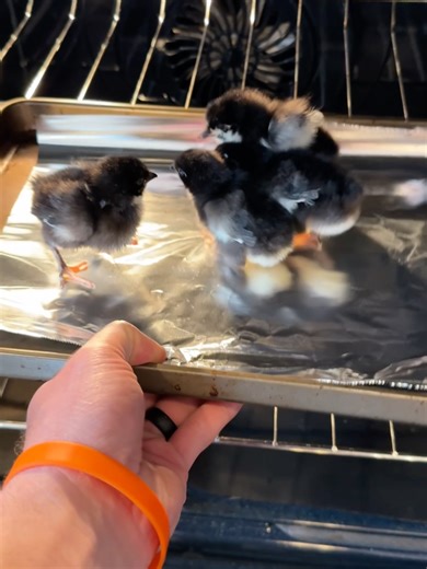 No Chickens Harmed in Nugget Making | Farm Life Humor