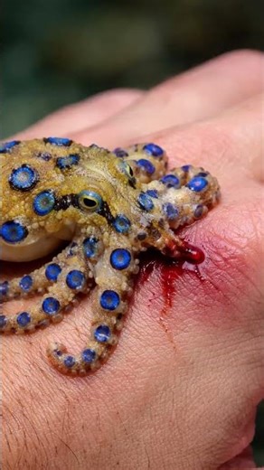 This Tiny Creature Can Kill You in 2 Minutes… 😳 #animals #dangerousanimals