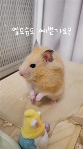 햄스터 키우기 시작했어요!