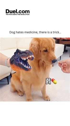 Shanzu🎀🌸 on Instagram: "- The post by Tansu Yegen features a video of a golden retriever being tricked into taking medicine using a T-Rex puppet, a method that leverages the dog’s aversion to the puppet to distract it from the medicine being administered, as highlighted by the subtitles and visual cues in the video. - This approach aligns with broader strategies for medicating pets, as discussed in resources like GoodRx, which suggest various techniques including hiding pills in food or using 