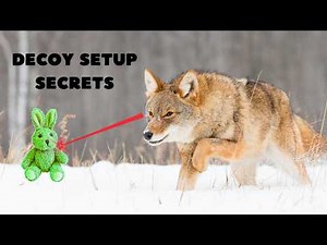The Exact Decoy Setup That Pulls Coyotes In