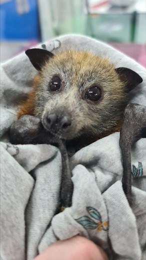 3.5K views · 173 reactions | Little Hannah was rescued from barbed...