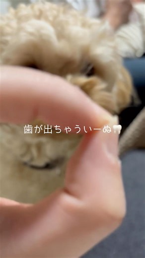 どうしてもその輪っかに顔を突っ込むと、、歯が見えちゃうの〜〜🦷そしてすぐ飽きます🤗 #ペキプー #犬 #dog #かわいい #cute #犬のいる生活 #犬好きさんと繋がりたい #ペキプーのちゃむ